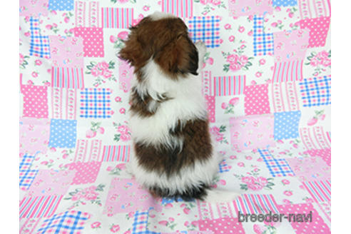 成約済の千葉県のパピヨン-194560の4枚目