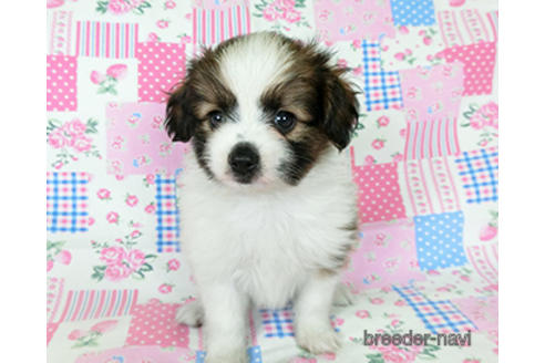 成約済の千葉県のパピヨン-194560の3枚目