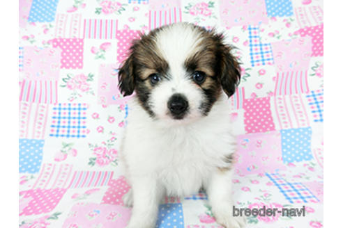 成約済の千葉県のパピヨン-194560の2枚目