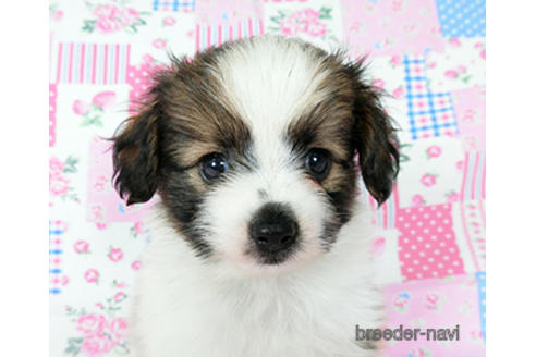 成約済の千葉県のパピヨン-194560の1枚目