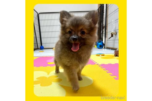 成約済の京都府のミックス犬-192580の3枚目