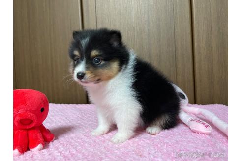 成約済の新潟県のミックス犬-196313の8枚目