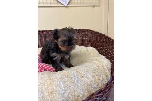 成約済の愛知県のヨークシャーテリア-196363の7枚目