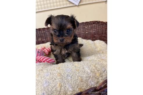 成約済の愛知県のヨークシャーテリア-196363の1枚目