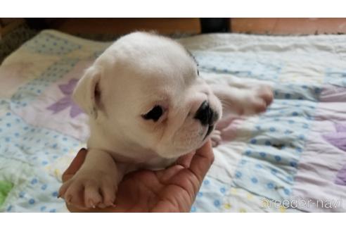 成約済の愛知県のブルドッグ-195086の3枚目