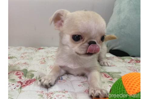 成約済の栃木県のミックス犬-196292の1枚目