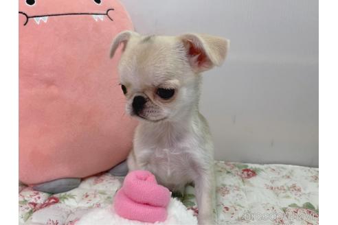 成約済の栃木県のミックス犬-196292の6枚目
