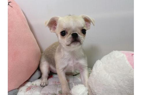 成約済の栃木県のミックス犬-196292の7枚目