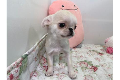 成約済の栃木県のミックス犬-196292の10枚目
