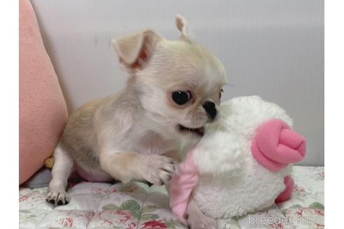 成約済の栃木県のミックス犬-196292の11枚目