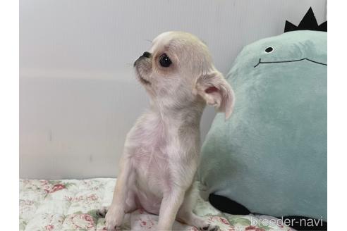 成約済の栃木県のミックス犬-196292の12枚目