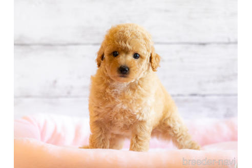 北海道のミックス ポメプー ポメラニアン トイプードル 女の子 22 07 09生まれ アプリコット 子犬id ブリーダーナビ
