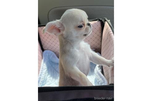 成約済の栃木県のミックス犬-196292の5枚目