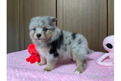 成約済の新潟県のミックス犬-196467の8枚目