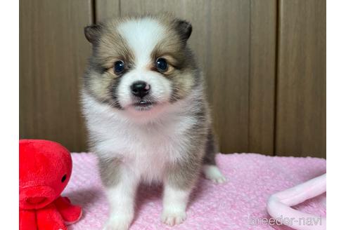 成約済の新潟県のミックス犬-196482の10枚目