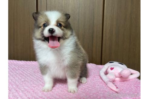 成約済の新潟県のミックス犬-196482の8枚目