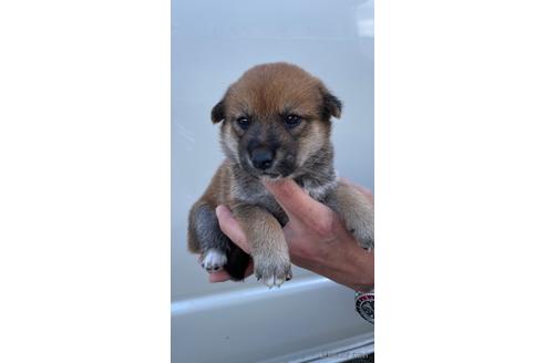 成約済の山梨県の柴犬-196491の2枚目