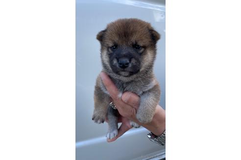 成約済の山梨県の柴犬-196492の1枚目