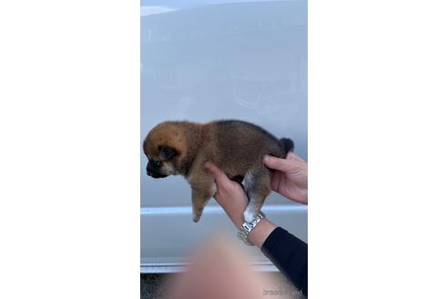 成約済の山梨県の柴犬-196492の4枚目