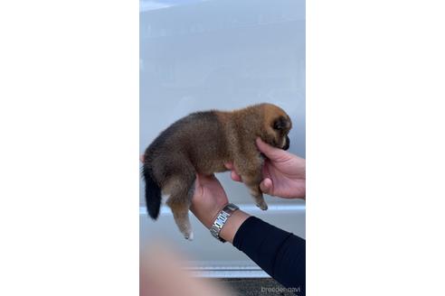 成約済の山梨県の柴犬-196492の3枚目