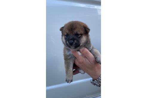 成約済の山梨県の柴犬-196492の2枚目