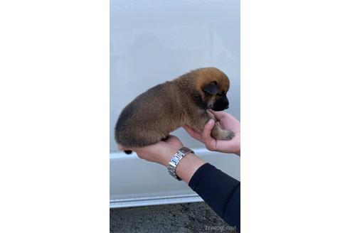 成約済の山梨県の柴犬-196494の3枚目