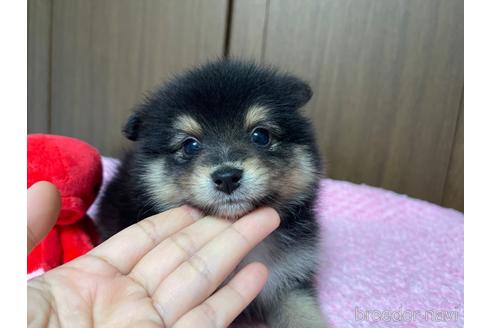 成約済の新潟県のミックス犬-196493の8枚目