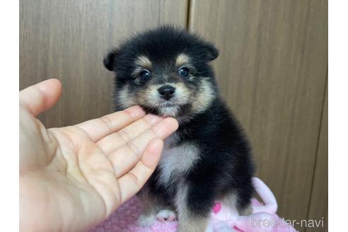 成約済の新潟県のミックス犬-196493の10枚目