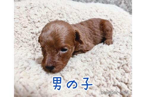 成約済の千葉県のトイプードル-196521の5枚目