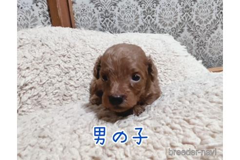 成約済の千葉県のトイプードル-196519の5枚目