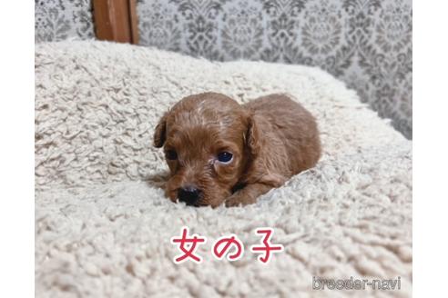 成約済の千葉県のトイプードル-196520の6枚目