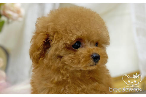 成約済の愛知県のティーカッププードル-196512の2枚目