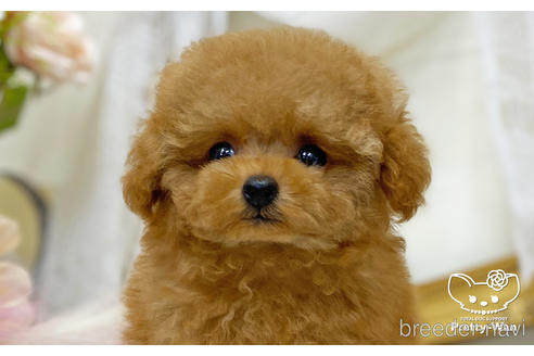 成約済の愛知県のティーカッププードル-196512の1枚目