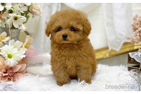 成約済の愛知県のティーカッププードル-196512の3枚目