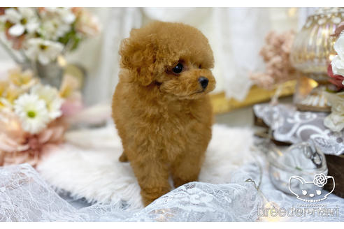 成約済の愛知県のティーカッププードル-196512の4枚目