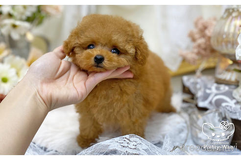 成約済の愛知県のティーカッププードル-196512の5枚目