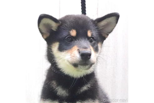 成約済の東京都の柴犬-194436の1枚目