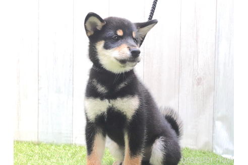 成約済の東京都の柴犬-194436の4枚目