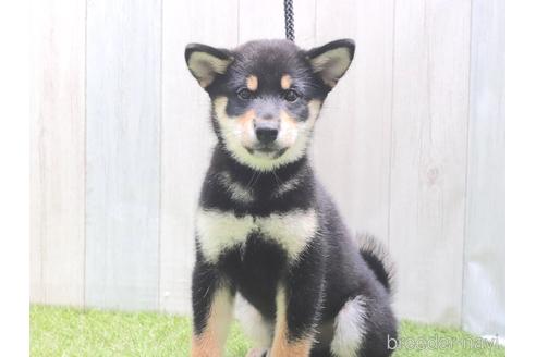 成約済の東京都の柴犬-194436の3枚目