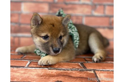 成約済の福岡県の豆柴-196564