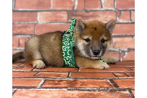 成約済の福岡県の豆柴-196564の4枚目