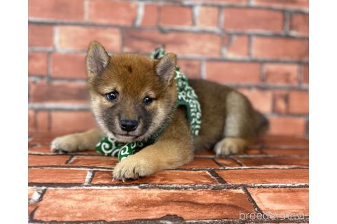 成約済の福岡県の豆柴-196564の5枚目
