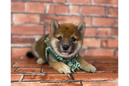 成約済の福岡県の豆柴-196564の6枚目