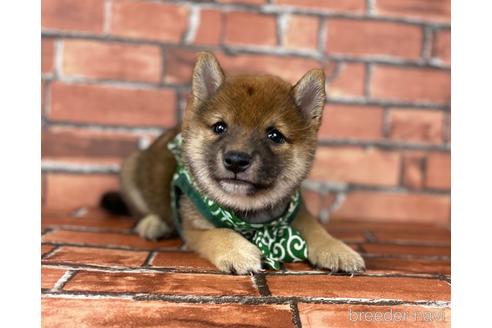 成約済の福岡県の豆柴-196564の2枚目