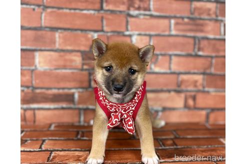 成約済の福岡県の豆柴-196576の2枚目