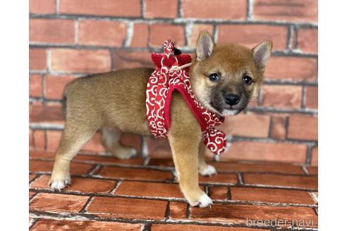 成約済の福岡県の豆柴-196576の4枚目