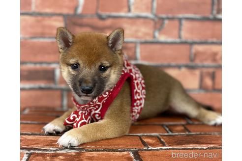 成約済の福岡県の豆柴-196576の5枚目