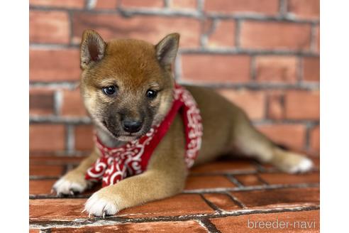 成約済の福岡県の豆柴-196576