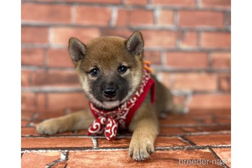 成約済の福岡県の豆柴-196579の1枚目
