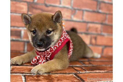 成約済の福岡県の豆柴-196579の2枚目